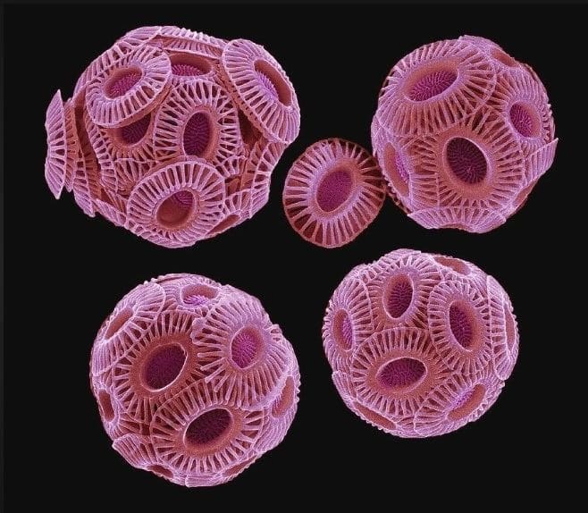 A group of pink sea urchins on black background.