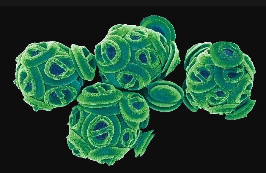 A close up of green viruses on black background