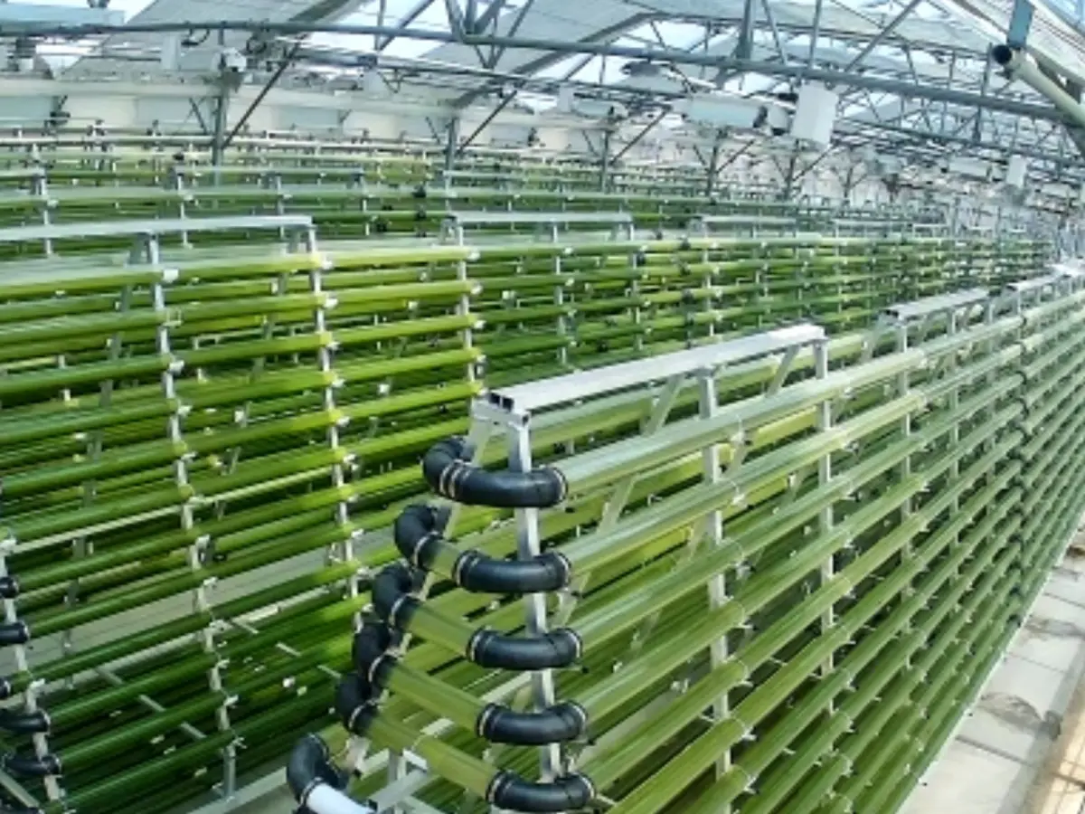 A large amount of green plants in a greenhouse.