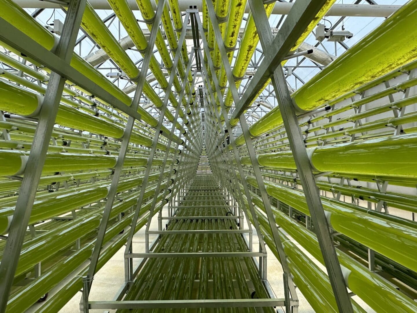 A large green plant in an indoor greenhouse.