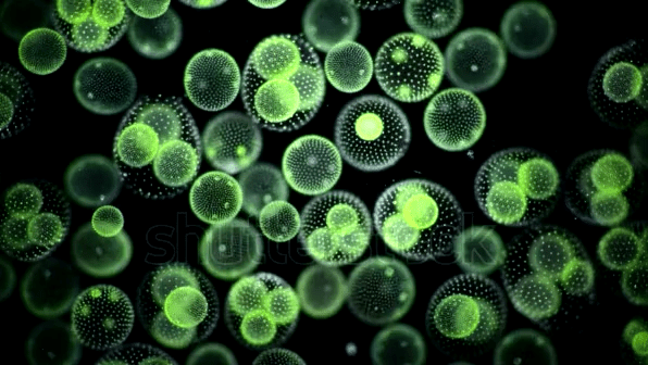 A close up of green algae on black background
