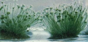 A close up of some plants in the water