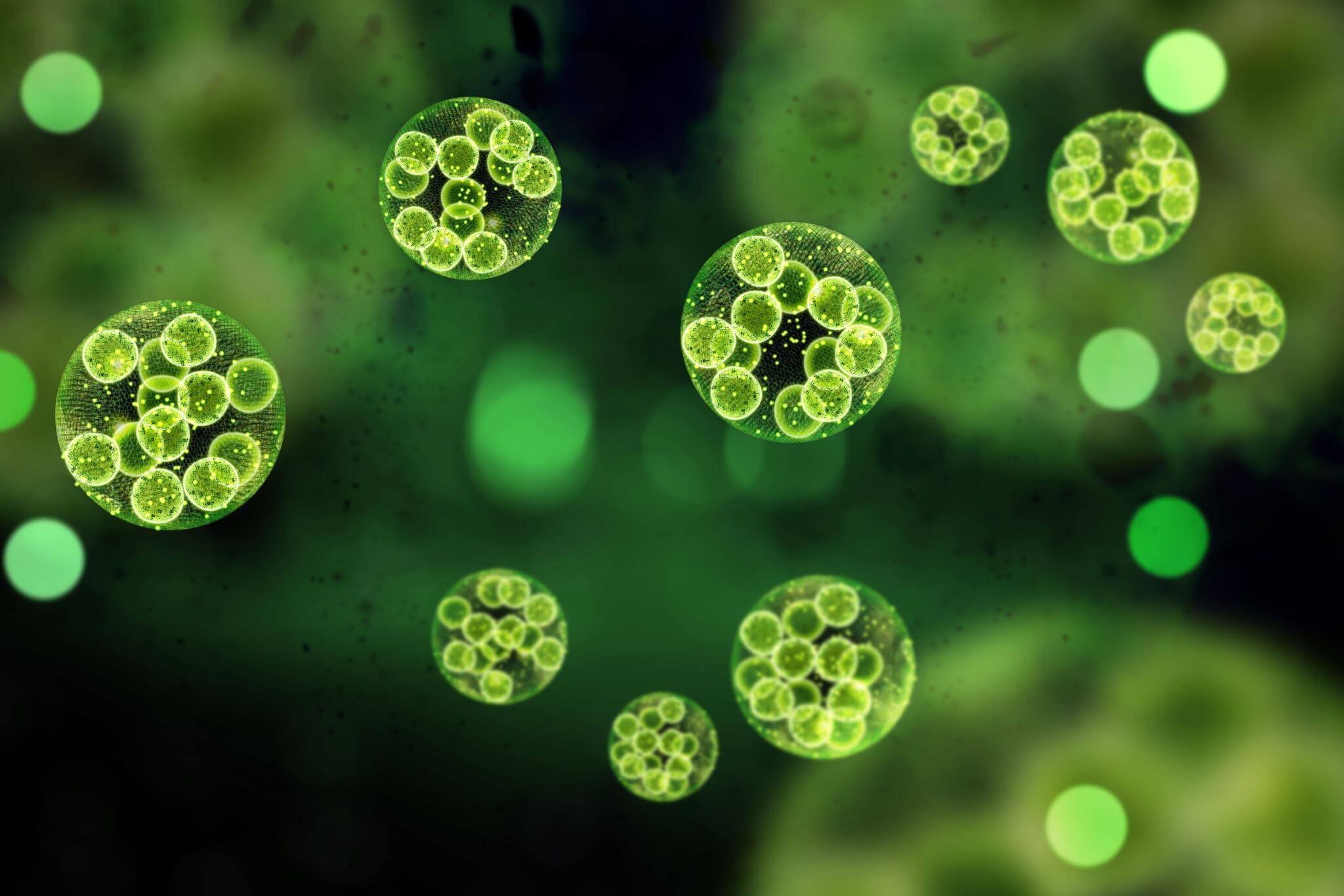Green,Single,Cell,Chlorella,Algae,Microscopic,Conceptual,3d,Illustration Green,Single,Cell,Chlorella,Algae,Microscopic,Conceptual,3d,Illustration