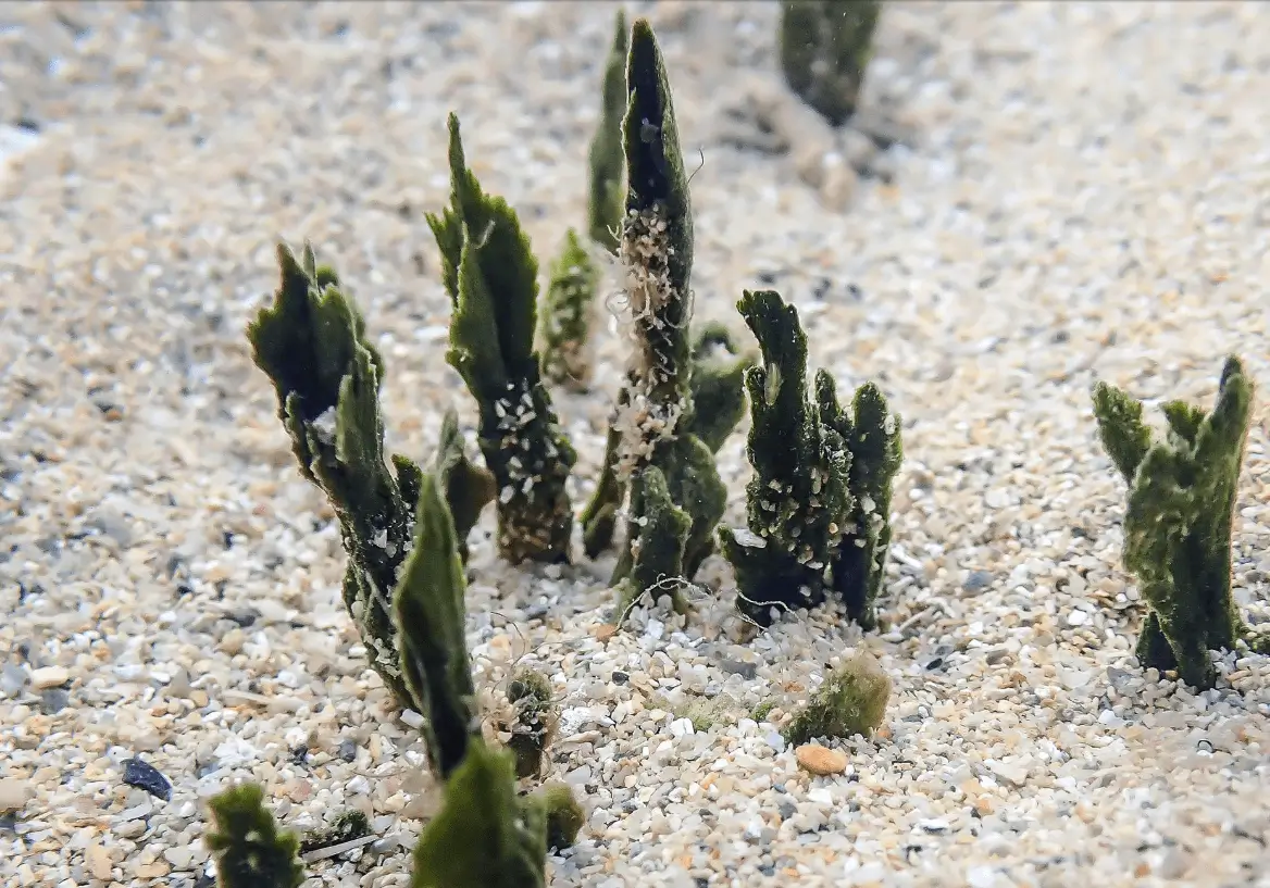 Young mangrove shoots emerging from sandy soil.