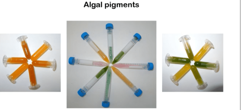 Test tubes with various algal pigments arranged in a star pattern.