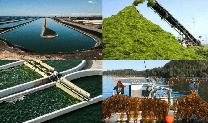 Various stages of seaweed harvesting and processing by the ocean.