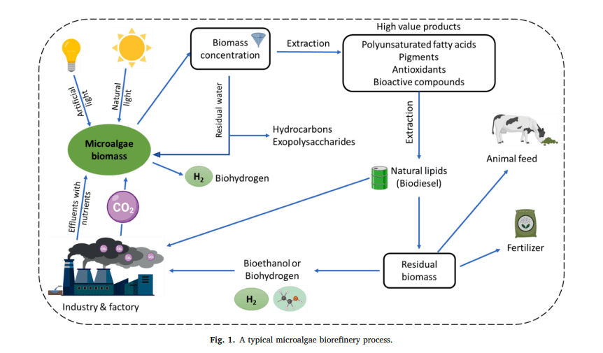 Algae Biorefinery