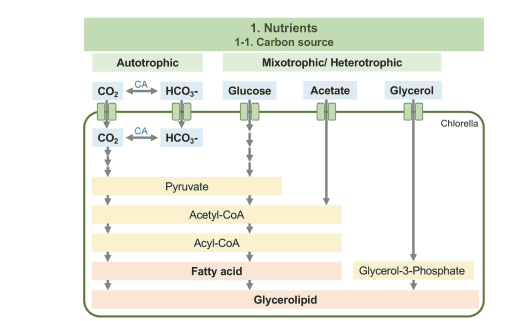 Lipid Production Chorella