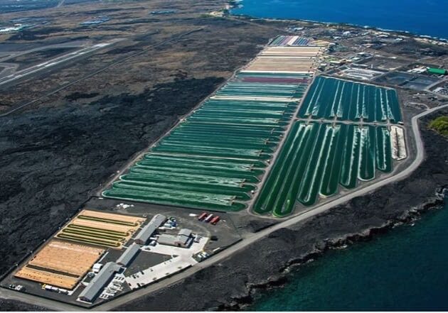 An aerial view of a large field with many different types of plants.