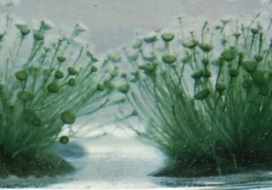 A close up of some plants in the water