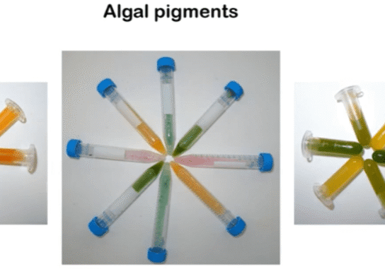 Test tubes with various algal pigments arranged in a star pattern.