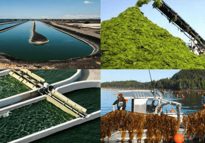 Various stages of seaweed harvesting and processing by the ocean.