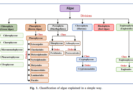 Production of Biofuels from Microalgae